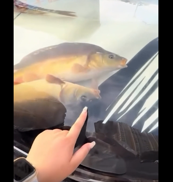 غطاء سيارة حوض سمك