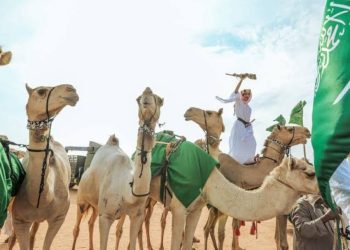 بمشاركة واسعة وجوائز 50 مليون ريال.. مهرجان ولي العهد للهجن يستعد لانطلاق نسخته السابعة