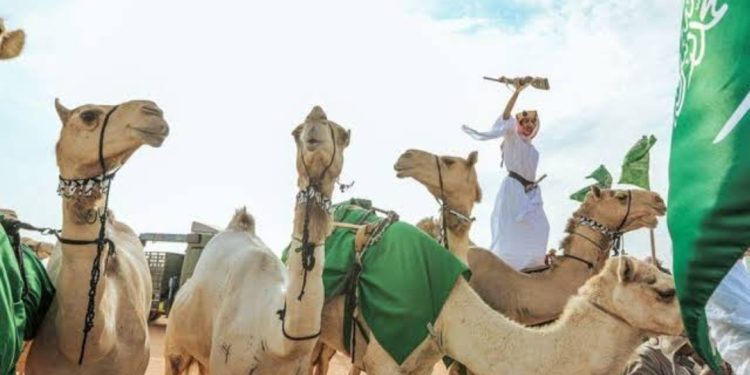 بمشاركة واسعة وجوائز 50 مليون ريال.. مهرجان ولي العهد للهجن يستعد لانطلاق نسخته السابعة