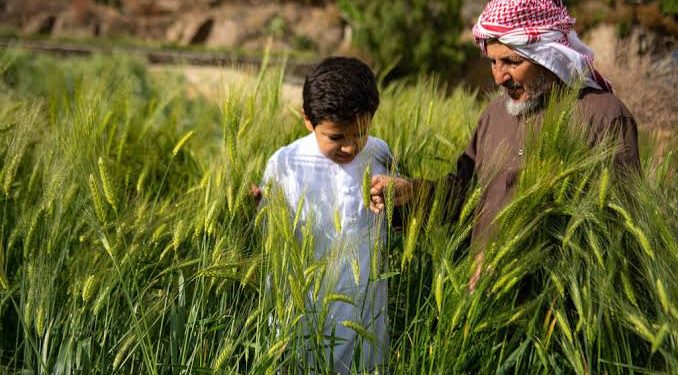 مزارع عسير الجبلية.. سياحة خضراء تتنفس بين الغيوم
