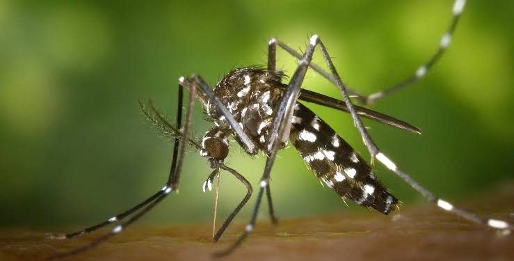 فيروس “شيكونغونيا” يتفشى في الصين وسط تحذيرات دولية.. على العالم على موعد مع وباء جديد؟