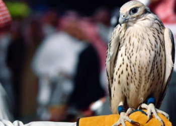 مزاد نادي الصقور السعودي