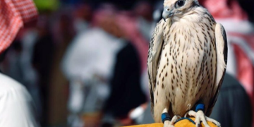 مزاد نادي الصقور السعودي