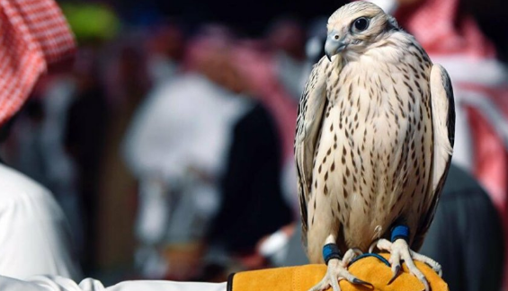 مزاد نادي الصقور السعودي