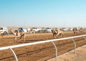 الاتحاد السعودي للهجن يبدأ اليوم تثبيت فئات الهجن لمنافسات كأس الاتحاد السعودي للهجن 2025