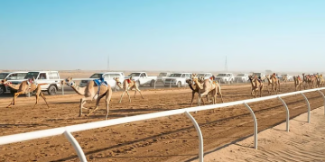 الاتحاد السعودي للهجن يبدأ اليوم تثبيت فئات الهجن لمنافسات كأس الاتحاد السعودي للهجن 2025