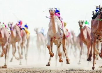 انطلاق مهرجان ولي العهد للهجن في الطائف.. سباقات حافلة بالإثارة والتراث بـ 92 شوطًا و184 كيلو مترًا من التنافس