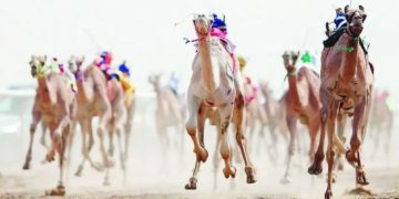 انطلاق مهرجان ولي العهد للهجن في الطائف.. سباقات حافلة بالإثارة والتراث بـ 92 شوطًا و184 كيلو مترًا من التنافس