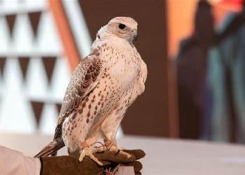 مزاد نادي الصقور السعودي