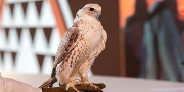 مزاد نادي الصقور السعودي