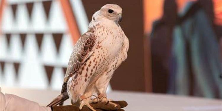 مزاد نادي الصقور السعودي