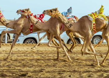 الهجن السعودية تهيمن على أشواط اليوم الافتتاحي لمهرجان ولي العهد للهجن 2025