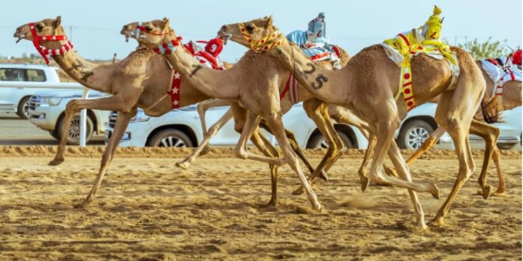 الهجن السعودية تهيمن على أشواط اليوم الافتتاحي لمهرجان ولي العهد للهجن 2025