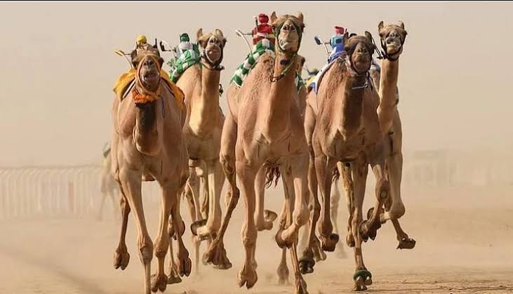 ولي العهد للهجن