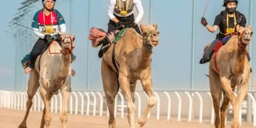 مهرجان ولي العهد للهجن