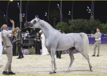 احتفالية وطنية ترسخ الإرث الأصيل.. تفاصيل بطولة جمال الخيل العربية الأصيلة 2025