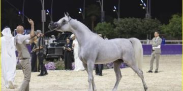 احتفالية وطنية ترسخ الإرث الأصيل.. تفاصيل بطولة جمال الخيل العربية الأصيلة 2025