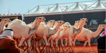 نادي الإبل يعتمد آلية جديدة في “شوط الرؤيا” لمهرجان الملك عبدالعزيز للإبل