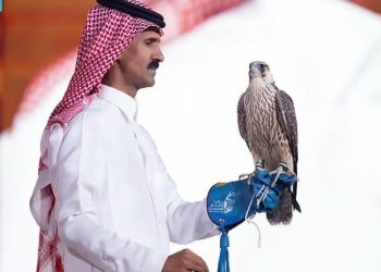 صقور