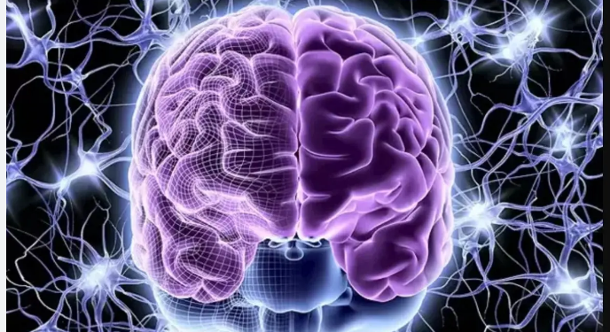 الدماغ