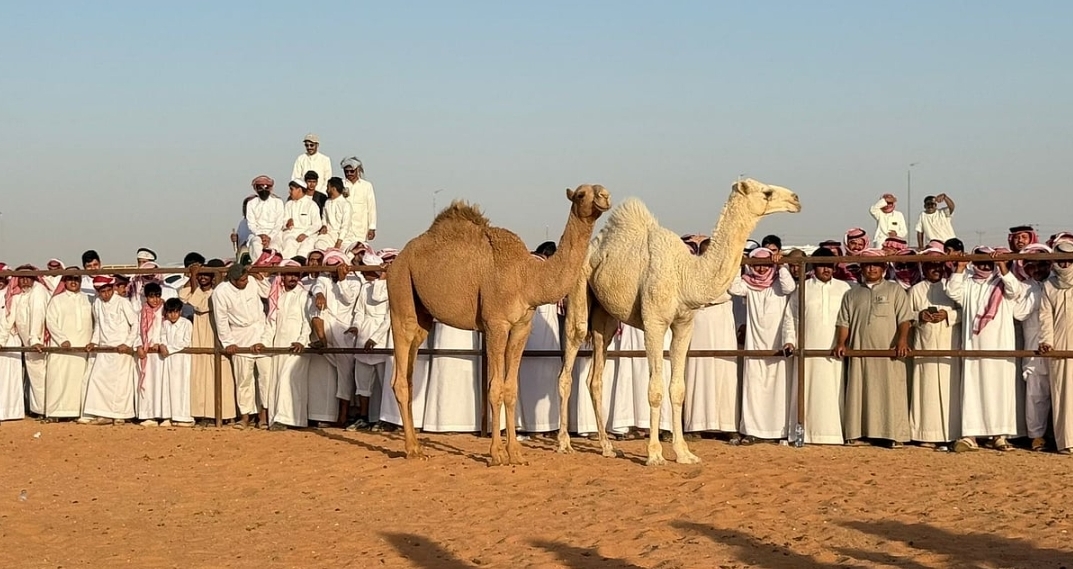 الإبل