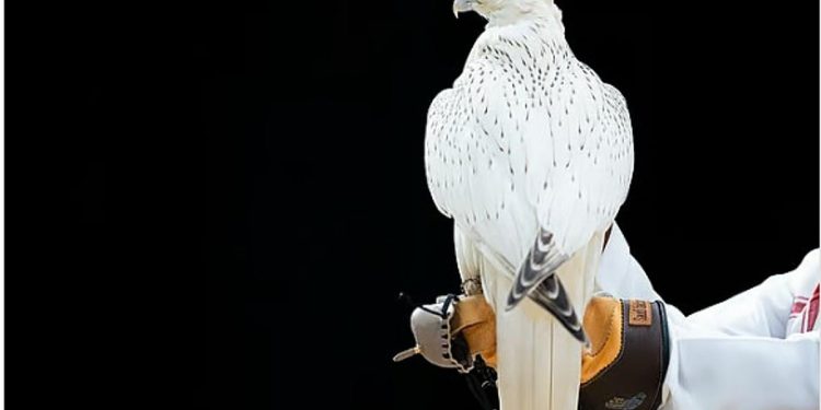 الصقور السعودي