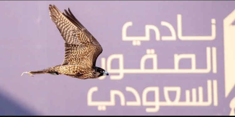 كأس نادي الصقور السعودي 2025