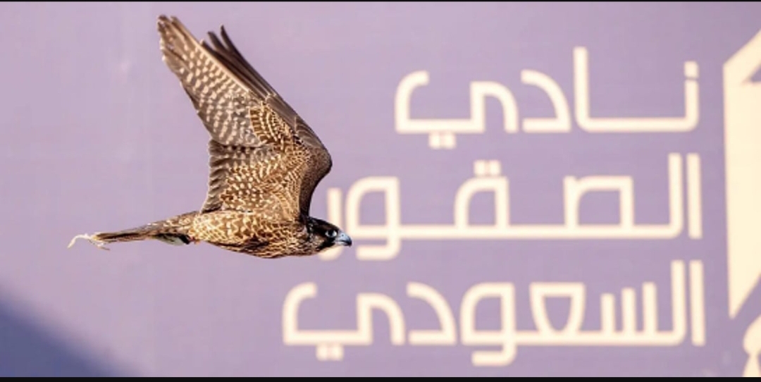 كأس نادي الصقور السعودي 2025