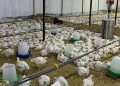 الإحصاء تعلن ارتفاع إنتاج الدجاج اللاحم