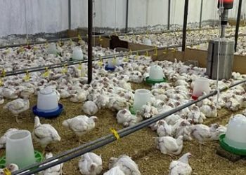 الإحصاء تعلن ارتفاع إنتاج الدجاج اللاحم