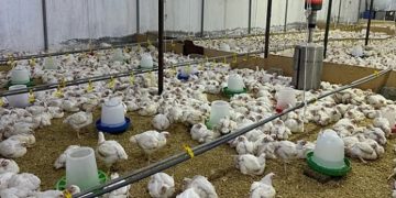 الإحصاء تعلن ارتفاع إنتاج الدجاج اللاحم