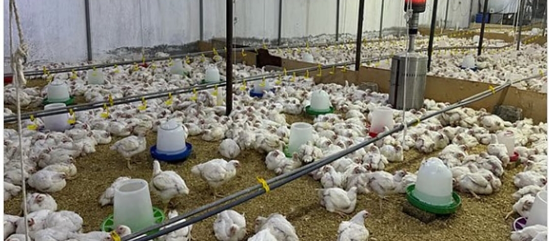 الإحصاء تعلن ارتفاع إنتاج الدجاج اللاحم