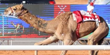 سباقات الهجن