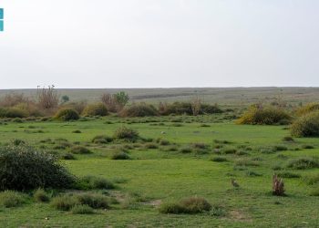 المركز الوطني لتنمية الغطاء النباتي يواصل مبادرة تنمية الفياض والرياض لتعزيز الاستدامة البيئية