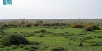 المركز الوطني لتنمية الغطاء النباتي يواصل مبادرة تنمية الفياض والرياض لتعزيز الاستدامة البيئية