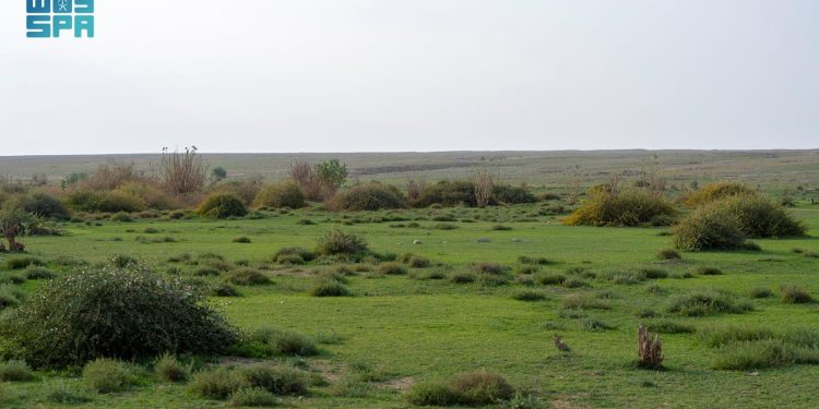 المركز الوطني لتنمية الغطاء النباتي يواصل مبادرة تنمية الفياض والرياض لتعزيز الاستدامة البيئية
