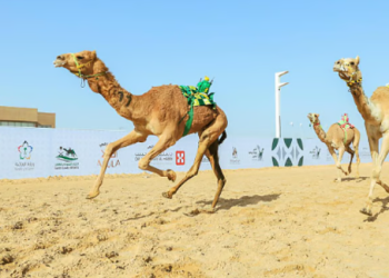 كأس وزارة الرياضة للهجن