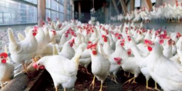 مشروع حيواني