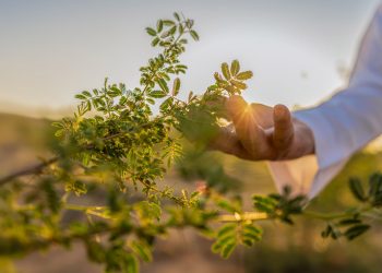 السعودية الخضراء.. 2025 عام الاستدامة والريادة المائية