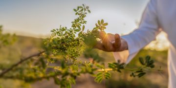 السعودية الخضراء.. 2025 عام الاستدامة والريادة المائية