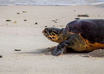 محمية الأمير محمد بن سلمان الملكية