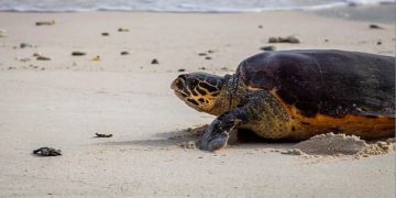 محمية الأمير محمد بن سلمان الملكية