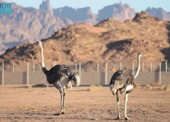 محمية الأمير محمد بن سلمان الملكية