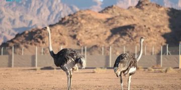 محمية الأمير محمد بن سلمان الملكية