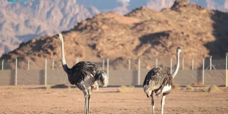 محمية الأمير محمد بن سلمان الملكية