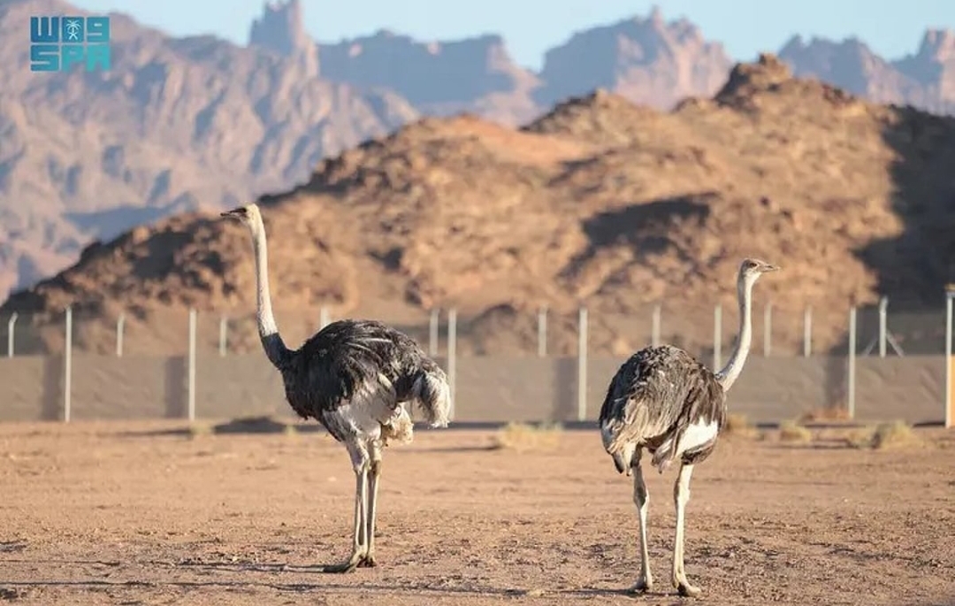 محمية الأمير محمد بن سلمان الملكية