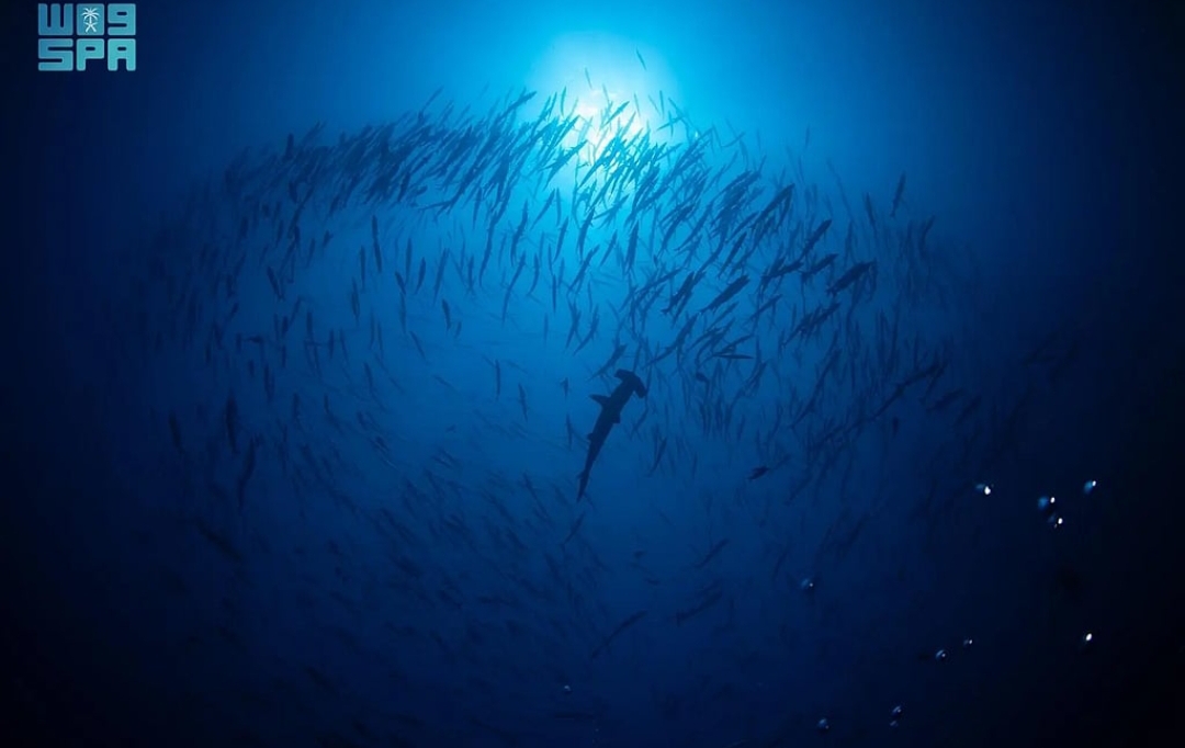 تجربة الغوص مع أسماك القرش