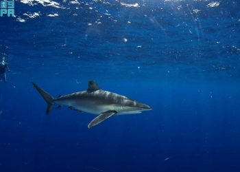 تجربة الغوص مع أسماك القرش