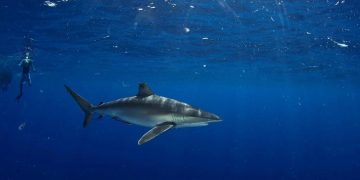 تجربة الغوص مع أسماك القرش