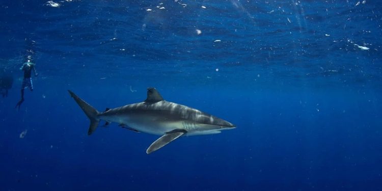 تجربة الغوص مع أسماك القرش